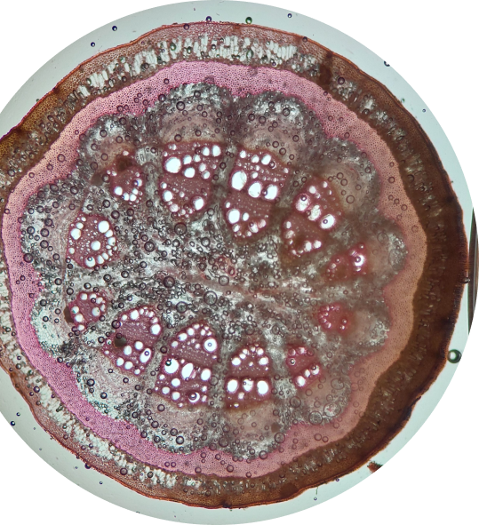 Microscopic cross-section of a biological beauty ingredient